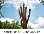 Small photo of Tree with pruned top against blue sky. Pruning tree in the city square or park. Tree pruning mistake, wrong and harmful pruning. Chop off the tree top. Deforestation