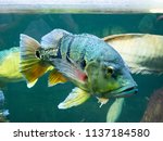 Speckled Peacock Bass From...