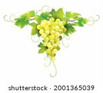 cluster of ripe white grape... | Shutterstock .eps vector #2001365039