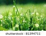 Fresh green grass with water drops