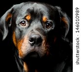 Rottweiler Dog Portrait Black...