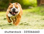 Purebred English Bulldog Moving Toward The Camera Wrinkled Face Close Up