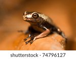 Small photo of Very Small Unedified Frog In Ecuadorian Jungle Of Amazon