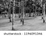 Palm Tree Trunks Washingtonia...