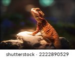 Lizard in a terrarium with beautiful lighting
