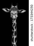 Giraffe In Black And White