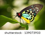 Beautiful male Cairns birdwing butterfly  (Ornithoptera euphorion) on a leaf