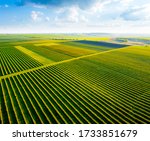 Scenic rows of blackcurrant bushes on a summer farm in sunny day. Aerial photography, top view drone shot. Agricultural area of Ukraine, Europe. Agrarian land in springtime. Beauty of earth.
