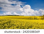 Bright yellow canola field and blue sky on a sunny day. Rural scene in springtime. Ecology concept. Agrarian industry. Vibrant photo wallpaper. Agricultural area of Ukraine, Europe. Beauty of earth.