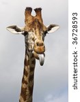 The Cheeky Giraffe Sticking Its ...