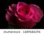 Pink Rose Flower Isolated On...