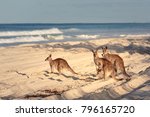 Kangaroos On The Beach In...