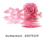 Pink Rose With Petals