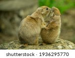 A Couple Of Kissing Prairie Dogs