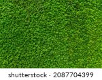 Close-up surface of the wall covered with green moss. Modern eco friendly decor made of colored stabilized moss. Natural background for design and text.