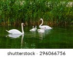 Swans On The Lake. Swans With...