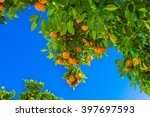 Mandarin Fruits On A Tree. ...