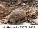 Small photo of Leopard tortoise scrawling near Bogoria lake, Kenya