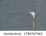 Heron on a log image - Free stock photo - Public Domain photo - CC0 Images