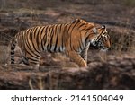 Tigress At Ranthambore Tiger...