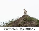 Small photo of A Augur buzzard perched on a hillock at Masai Mara, Kenya