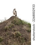 Small photo of A Augur buzzard perched on a hillock at Masai Mara, Kenya