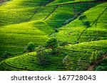 Tea Plantation In Sri Lanka....
