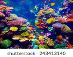 Coral Reef And Tropical Fish In ...