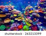 Coral Reef And Tropical Fish In ...