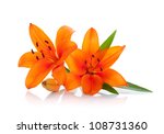 Two Orange Lily. Isolated On...