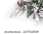 Fir Tree Branch Covered With...