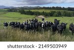 Small photo of Cattle along a fence line in a field, Longridge North, Southland, New Zealand