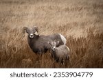 Small photo of Ram and Ewe in Theodore Roosevelt National Park, North Dakota.