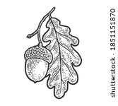 Acorn With Oak Leaf Sketch...