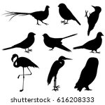 Collection Of Bird Silhouettes. ...