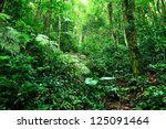 Tropical rain forest jungle free stock photo public domain pictures