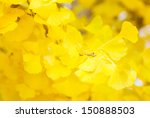 Yellow Leaves Of Ginkgo