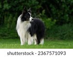 A black and white border collie ...