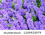 Background Hyacinth Flowering...