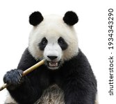 Closeup Of Giant Panda Bear...