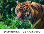 Small photo of Close-up of a Sumatran tiger in a jungle