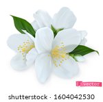 spring flowers. 3d realistic... | Shutterstock .eps vector #1604042530