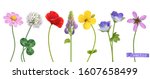 spring and summer wildflowers.... | Shutterstock .eps vector #1607658499