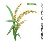 rice plant. 3d realistic vector ... | Shutterstock .eps vector #1934980640
