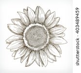 Sunflower Sketch  Hand Drawing  ...