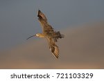 Long Billed Curlew Flying Over...