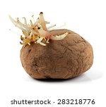 Small photo of sapless potato with sprouts isolated on white