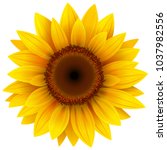Sunflower flower isolated, vector illustration.