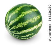 Ripe single full watermelon...