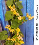 Small photo of Bright sunny yellow squirting cucumber (Ecballium elaterium) flowers against blue wooden board wall background